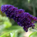 Schmetterlingsflieder - Buddleja Black Knight - Geräumig - BIO