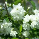 Bauernjasmin Snowbelle - Philadelphus - Üppig - BIO