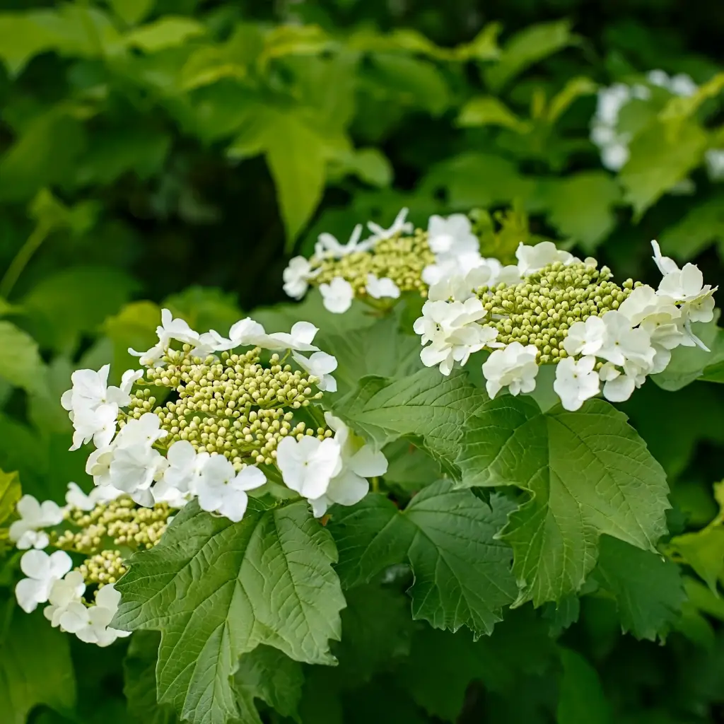 Gemeiner Schneeball - Viburnum Opulus - P15 - BIO
