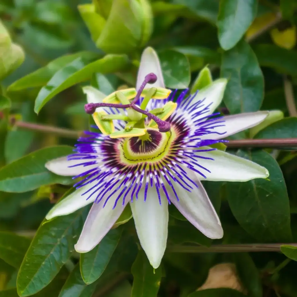 Passionsblume - Passiflora Caerulea - Geräumig - BIO