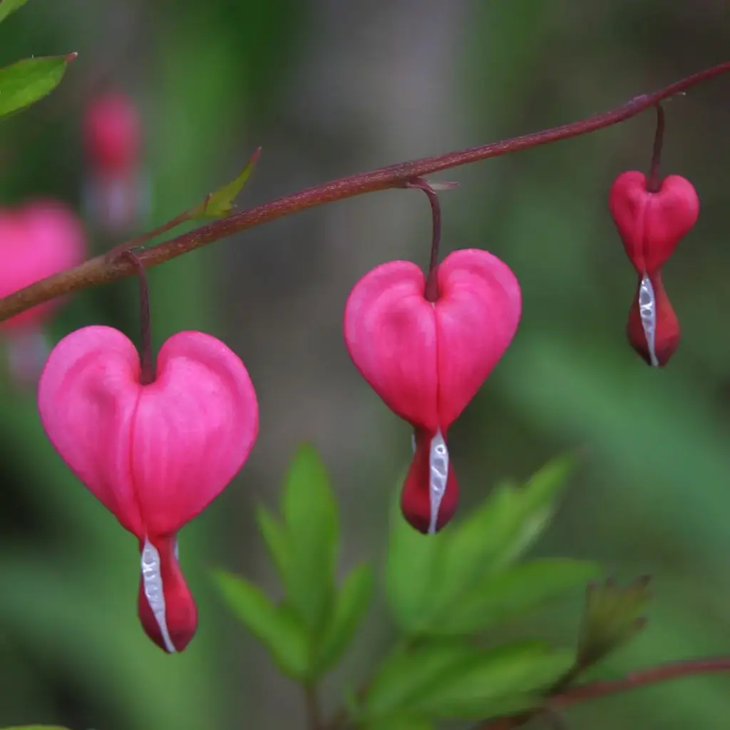 Tränendes Herz - Dicentra Spectabilis - Compact - BIO