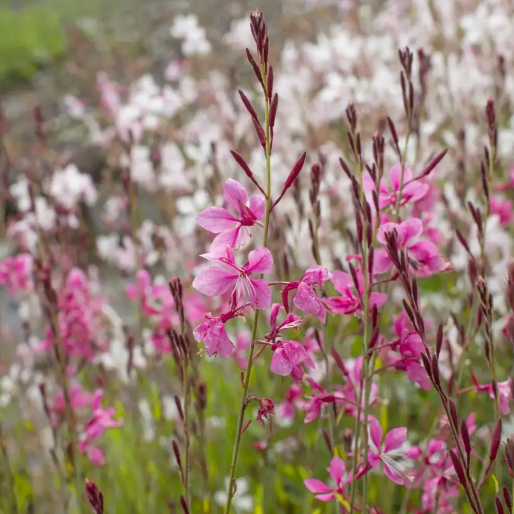 Prachtkerze - Gaura Siskiyou Pink - Compact - BIO