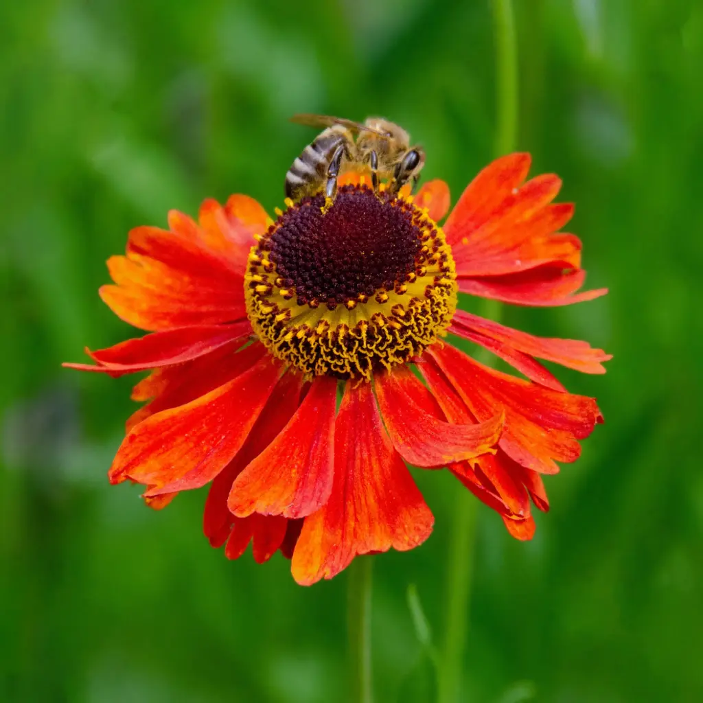 Sonnenbraut - Helenium Moerheim Beauty - Compact - BIO