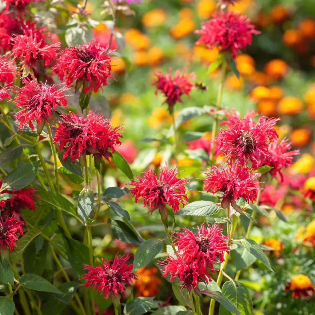 Monarda Mahogany - Compact - BIO