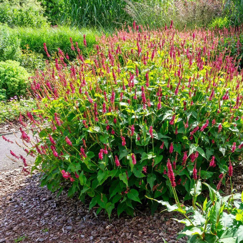 Kerzenknöterich - Persicaria amplexicaulis - Compact - BIO