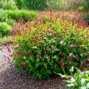 Kerzenknöterich - Persicaria amplexicaulis - Compact - BIO