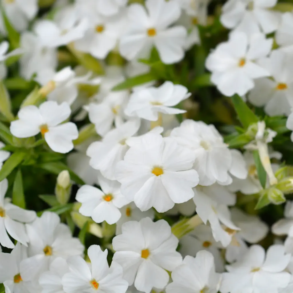 Polsterphlox - Phlox sub. White Delight - Compact - BIO