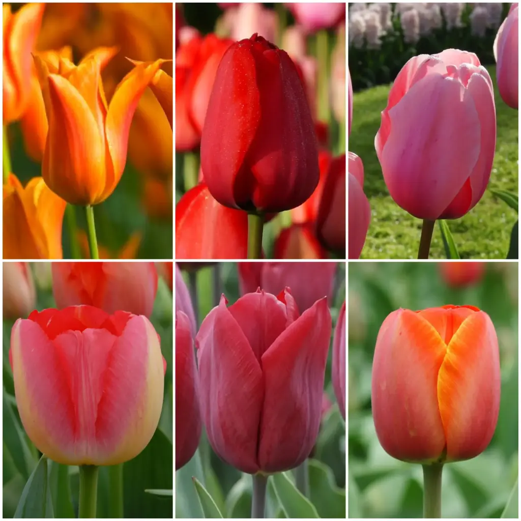 Paket Lange Tulpen V2 - BIO