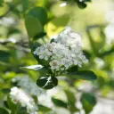 Aronia prunifolia Viking – Apfelbeere - Üppig - BIO