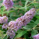 Sommerflieder Pink Delight - Üppig - BIO