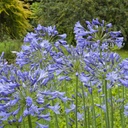 Schmucklilie - Agapanthus Charlotte - BIO