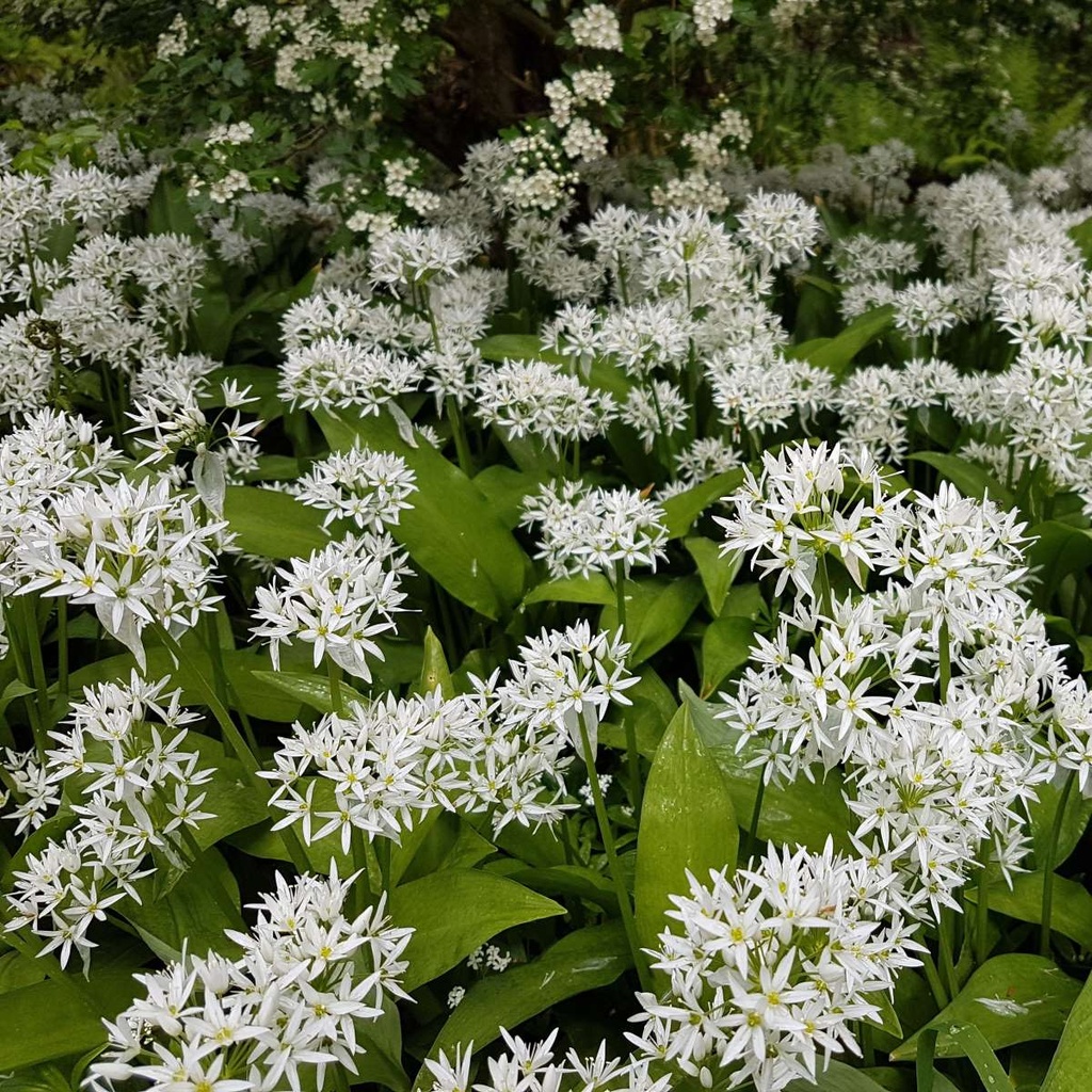 Bärlauch - Allium Ursinum - BIO
