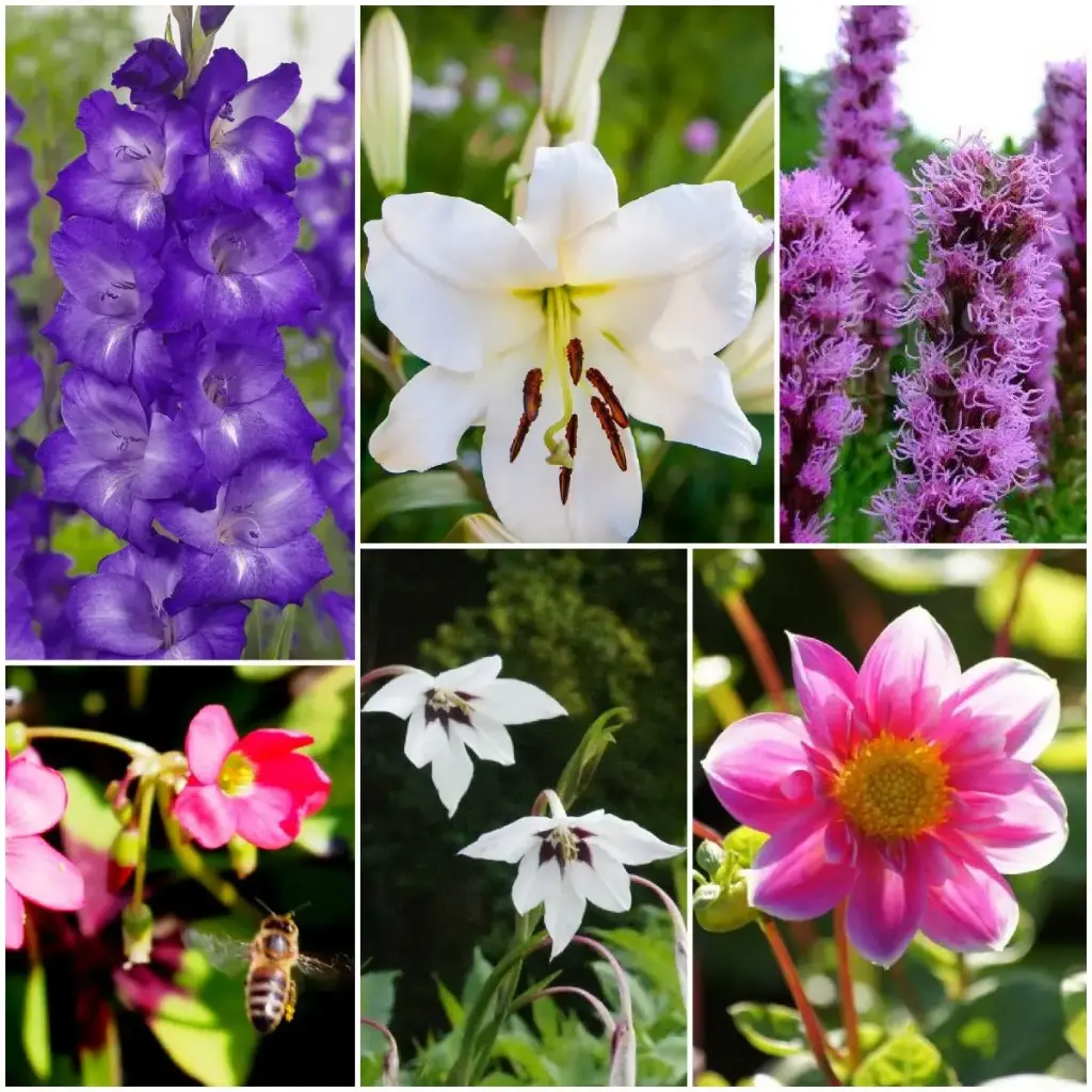 Bienenbuffet Summ Summ - BIO