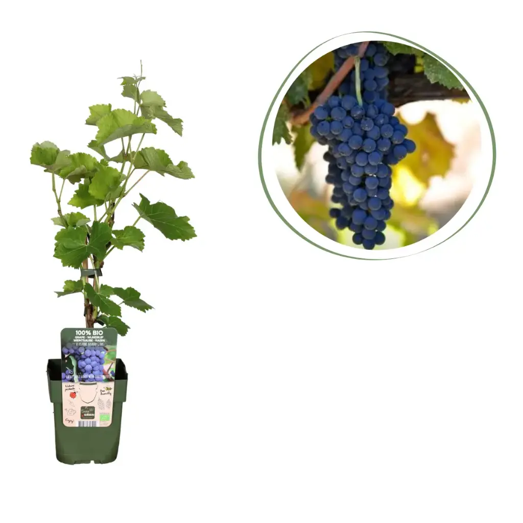 Blaue Weintraube - BIO