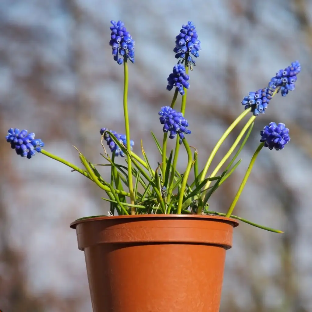 Blaue Traubenhyazinthen im Topf - BIO