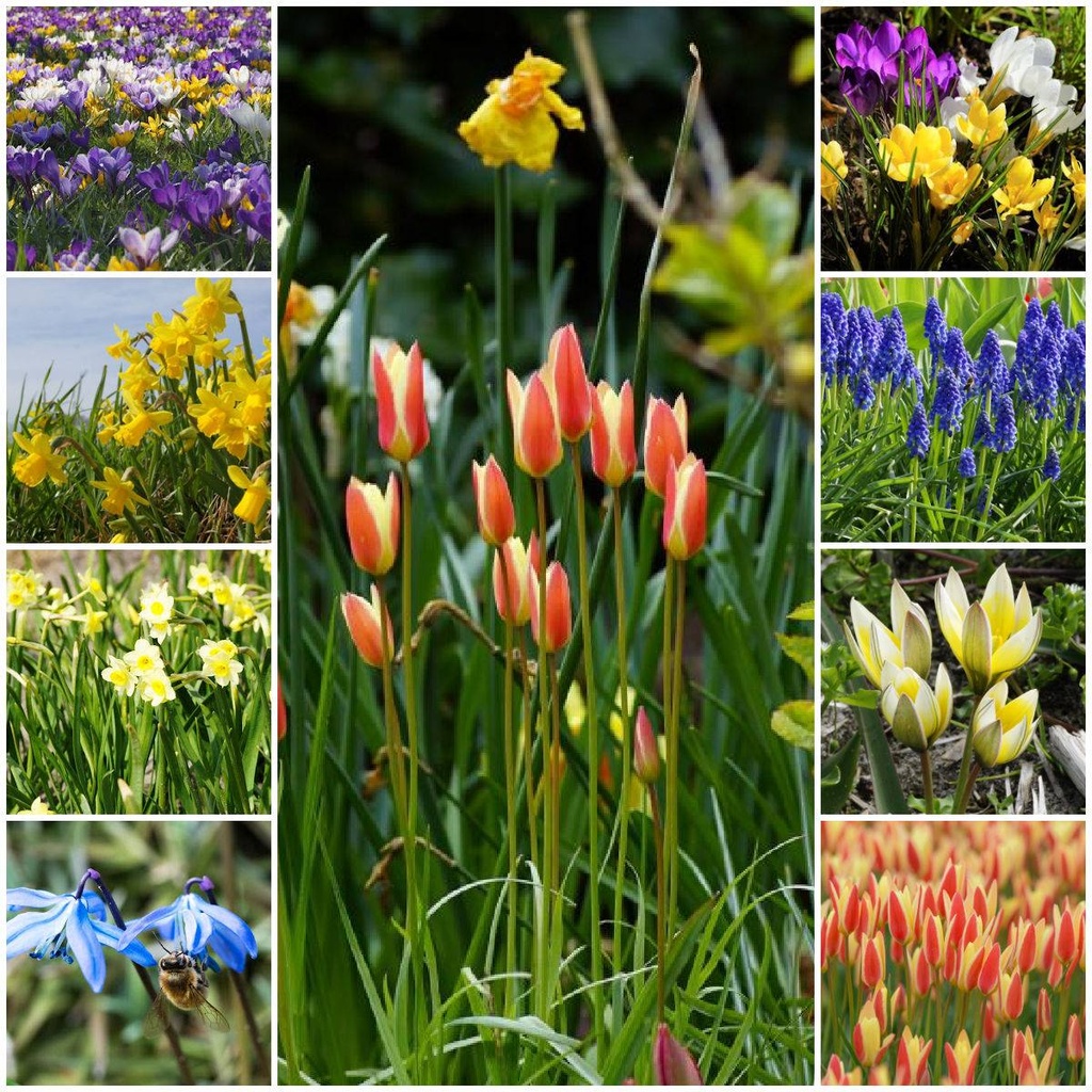 Paket bienenfreundliche Blumenzwiebeln XL - BIO