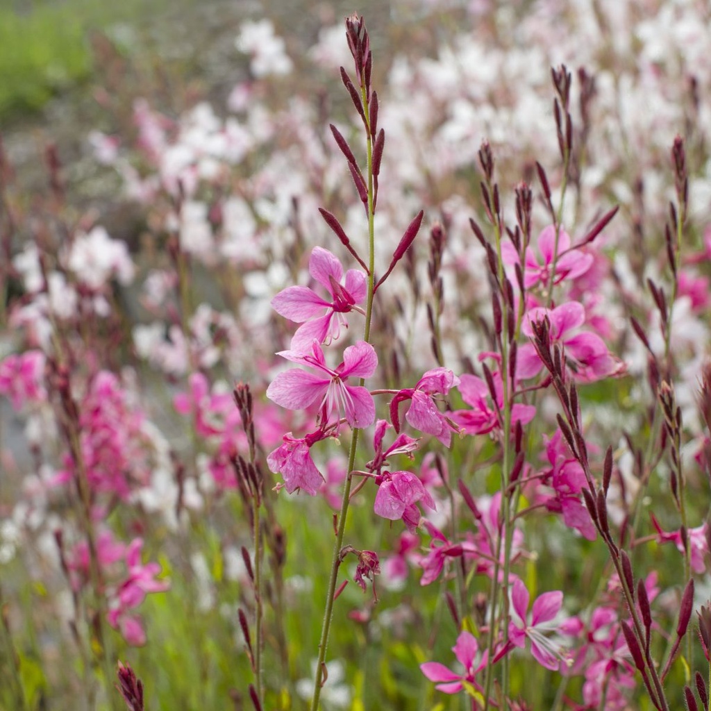 Prachtkerze - Gaura Gambit Rose - BIO