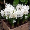 Hyacint White Pearl op pot - BIO