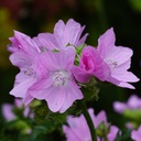 Malva Moschata - BIO