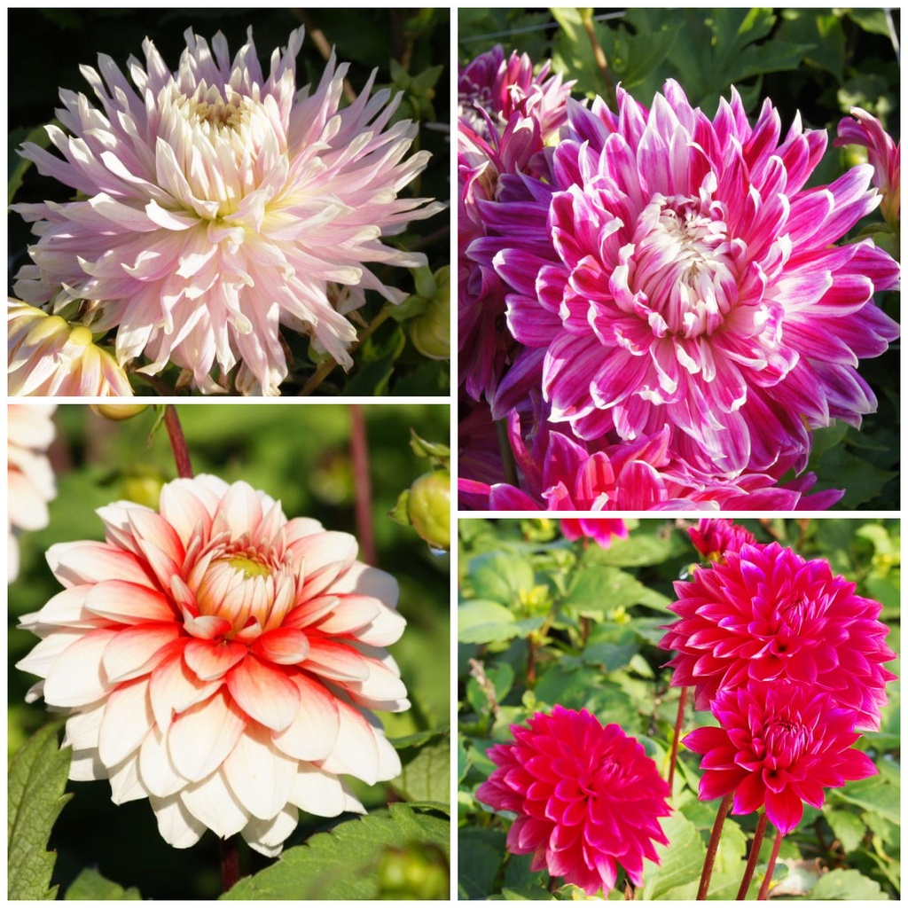 Dahlia Mamas Rezept Rot-Rosa 4 ST - BIO
