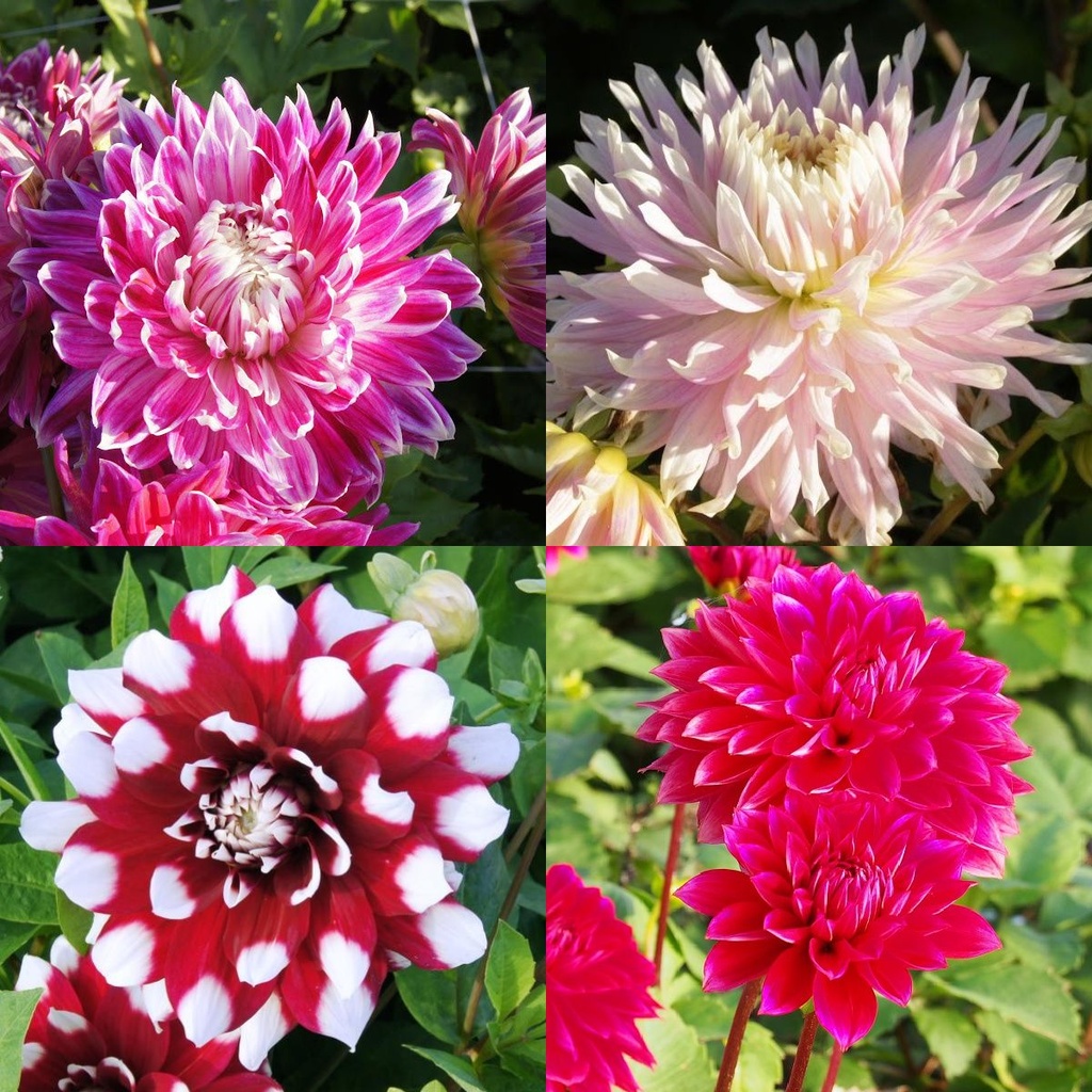 Muttertag Dahlia Mischung Rosa-Rot 4 ST v2 - BIO