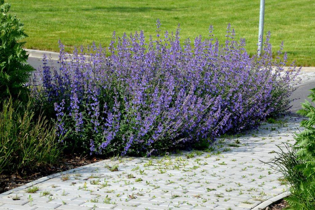 Katzenminze - Nepeta Walkers Low - BIO