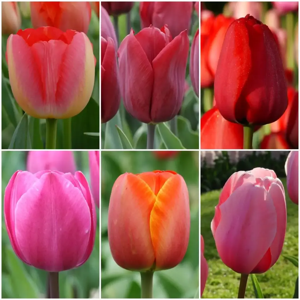 Paket Lange Tulpen - BIO
