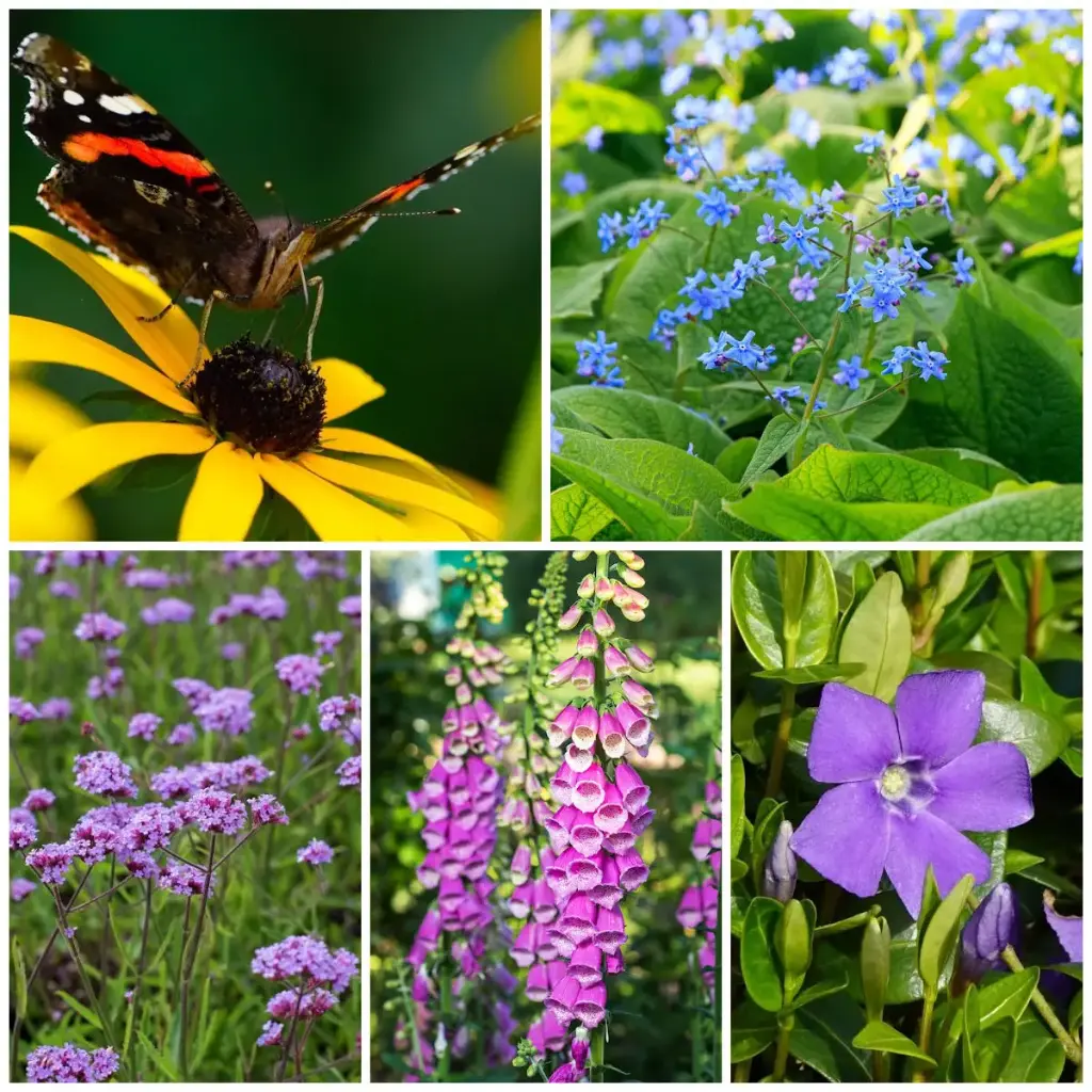 Pflanzen für den Schattengarten - BIO