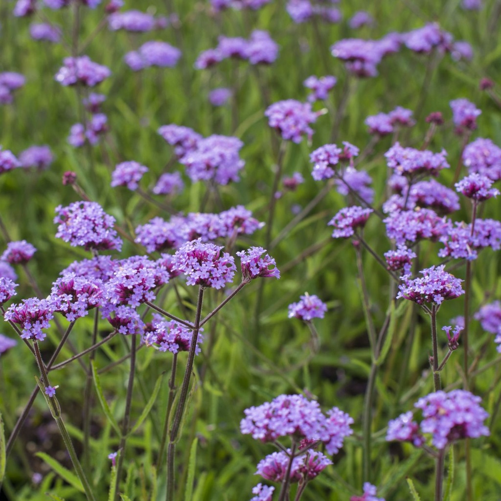 Patagonisches Eisenkraut - Verbena Lollipop - BIO