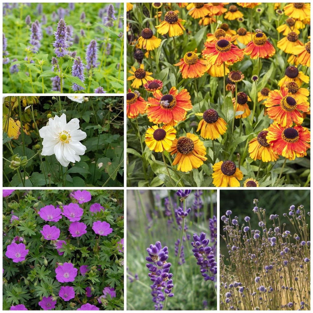 Zonneparadijsje planten - BIO