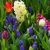 Frühlingssortiment / Paketen Frühling