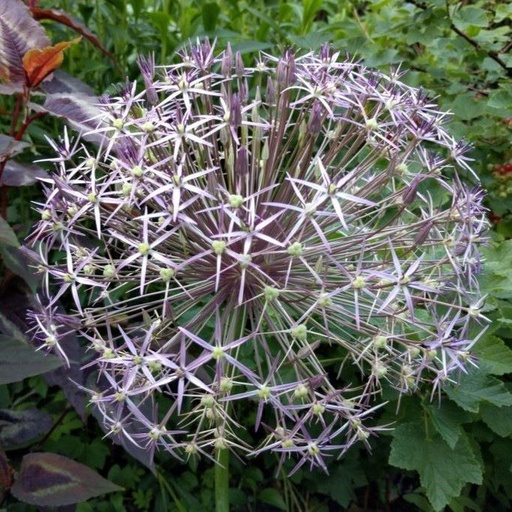 [A9007] Allium Christophii - Sternkugellauch - BIO
