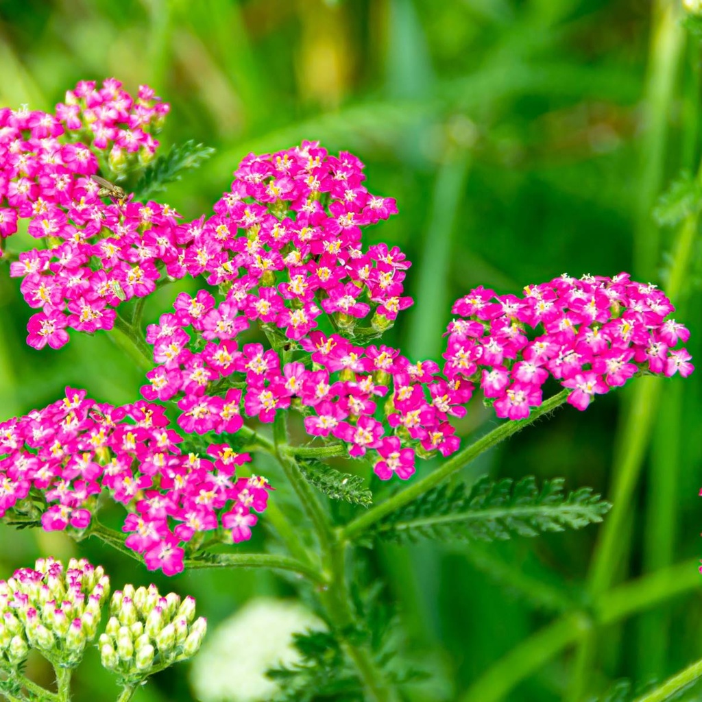 Achillea Millefolium Cassis BIO Natural Bulbs AT