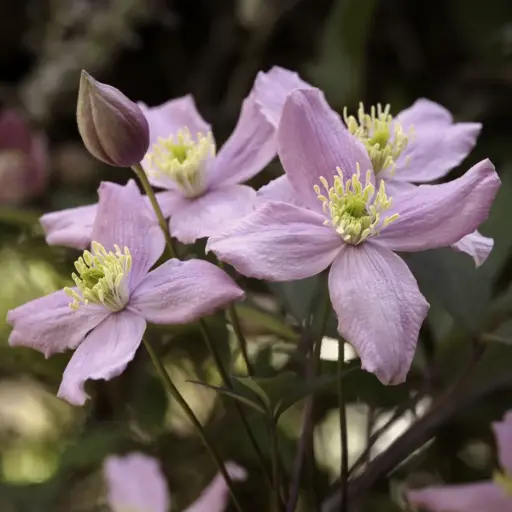 [X8401] Clematis Montana Rubens - BIO
