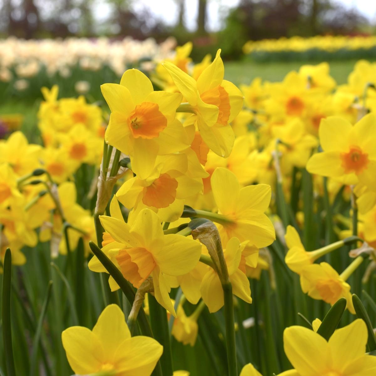 [A3026] Narzisse Garden Opera - BIO