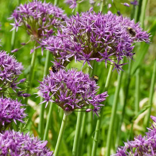 [A9064] Allium Violet Beauty - Zierlauch - BIO