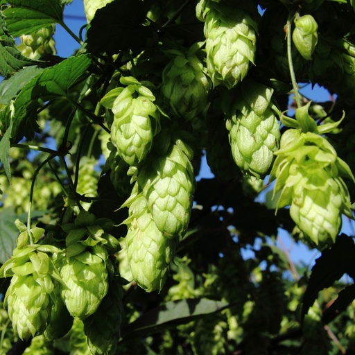 [X8406] Humulus Lupulus - BIO