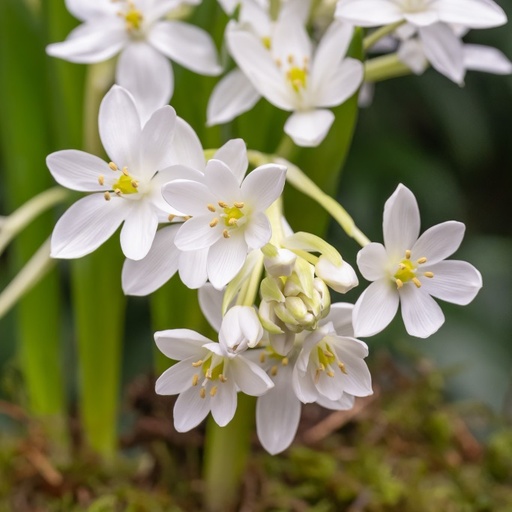 [A9067] Stern von Bethlehem - Ornithogalum White Trophy - BIO