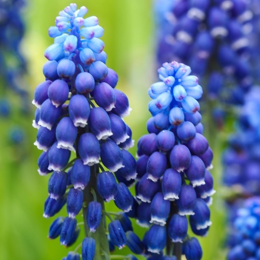 [A9070] Traubenhyazinthe - Muscari Joyce Spirit - BIO