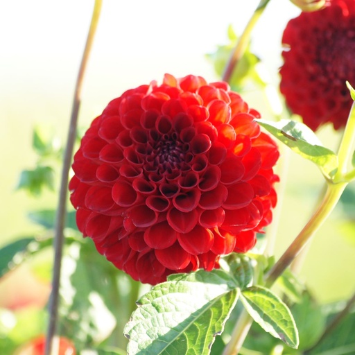 [B1054] Dahlie Nescio  - BIO