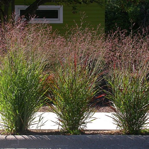 [X8081] Panicum virgatum Rehbraun - BIO