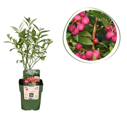 [F1016] Rosa Blaubeerstrauch - BIO