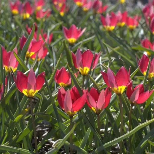 [A1148] Tulipa humilis Red Beauty - BIO