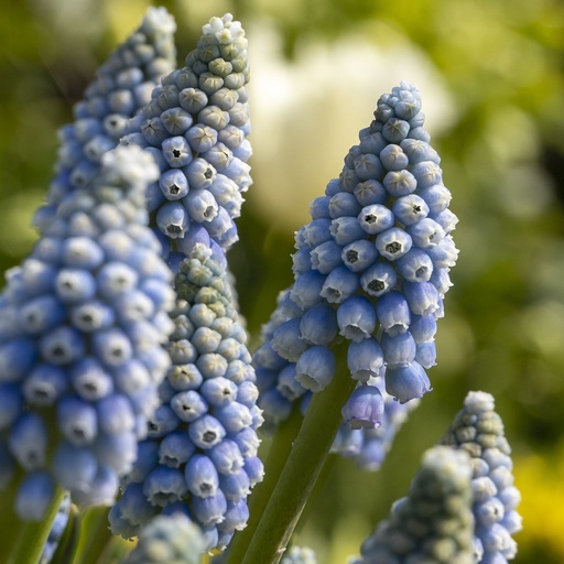 [A9073] Traubenhyazinthe - Muscari Early Bird - BIO