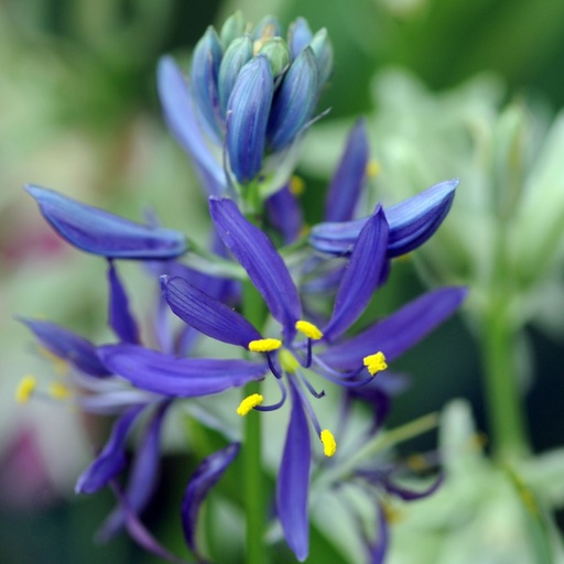 [A9074] Camassia Quamash - Prärielilie - BIO