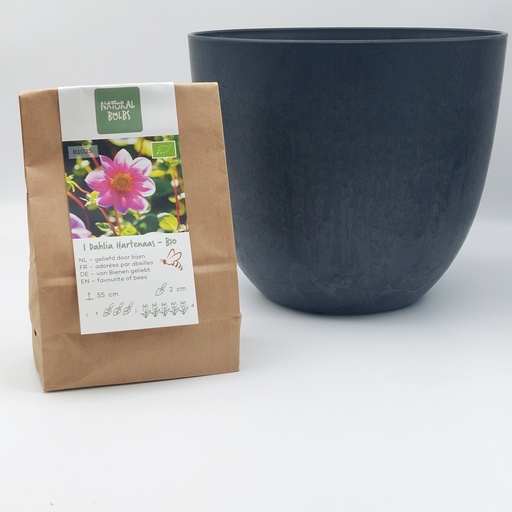 [BC99001] Dahlie Hartenaas - BIO mit Artstone Topf