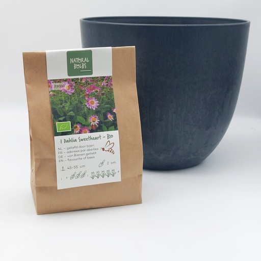 [BC99002] Dahlie Sweetheart- BIO mit Artstone Topf