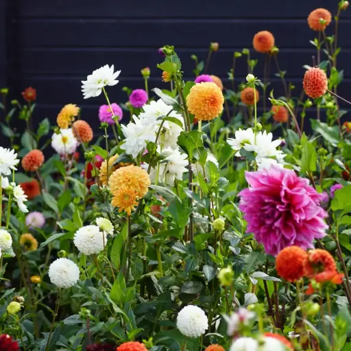 [B1099] Dahlien Pflückgarten Mix 3 ST - BIO