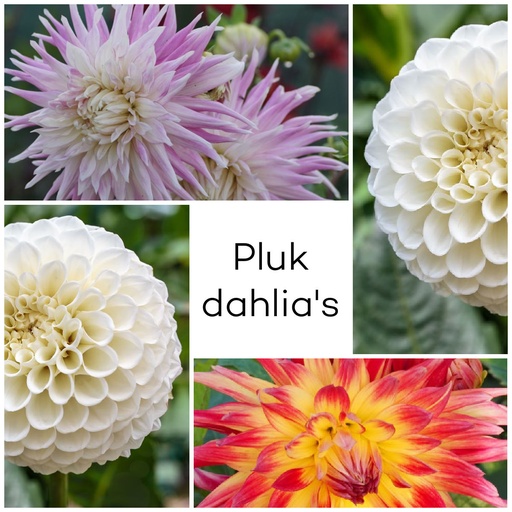 [B1099] Dahlien Pflückgarten Mix 3 ST - BIO