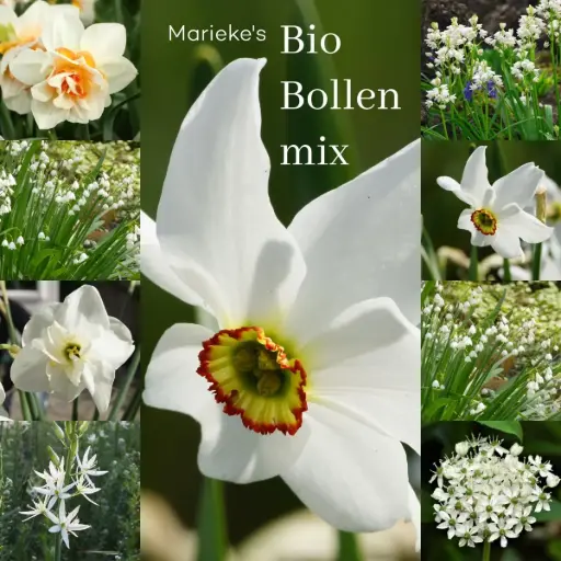 [AC99084] Marieke's Bioblumenzwiebel mix 2 m2 - BIO 